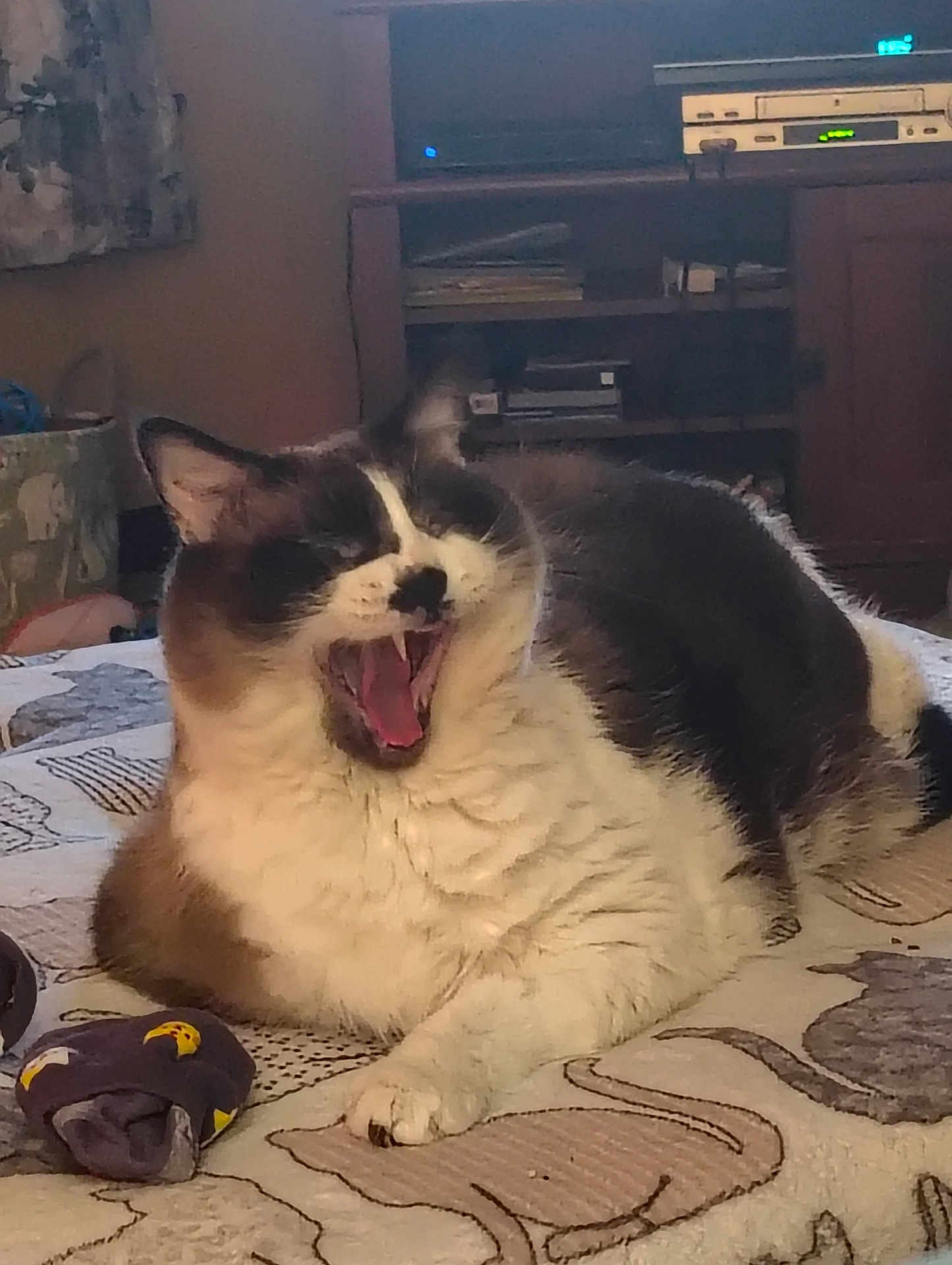Molly joined the competition — help win amazing prizes! cat, feline, yawning, indoor, pet, animal, fur, whiskers, blanket, sock, resting, cute, domestic, cozy, mammal, tabby, sleepy, relaxed, household, closeup