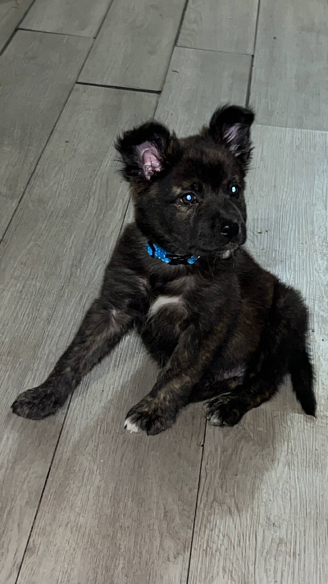 Draco is registered to the contest to win money with this photo: canidae, carnivore, companion_dog, dog, dog_breed, dog_supply, electric_blue, flooring, fur, hardwood, non_sporting_group, small_terrier, sporting_group, terrestrial_animal, toy_dog, wood, working_animal