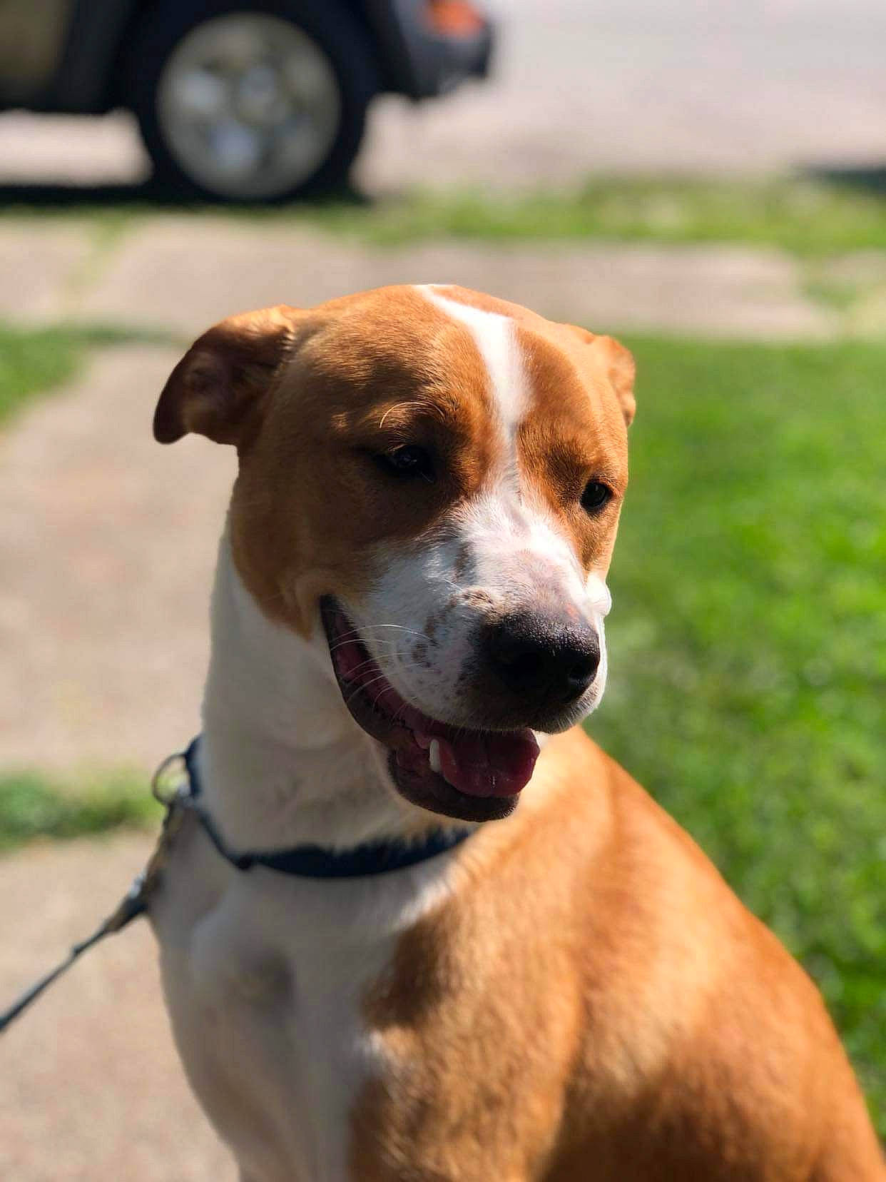 Lucy joined the competition — help win amazing prizes! automotive_tire, carnivore, collar, companion_dog, dog, dog_breed, dog_collar, fawn, fender, hound, leash, pet_supply, road_surface, tire, tire_care, tread, wheel, whiskers, working_animal, working_dog