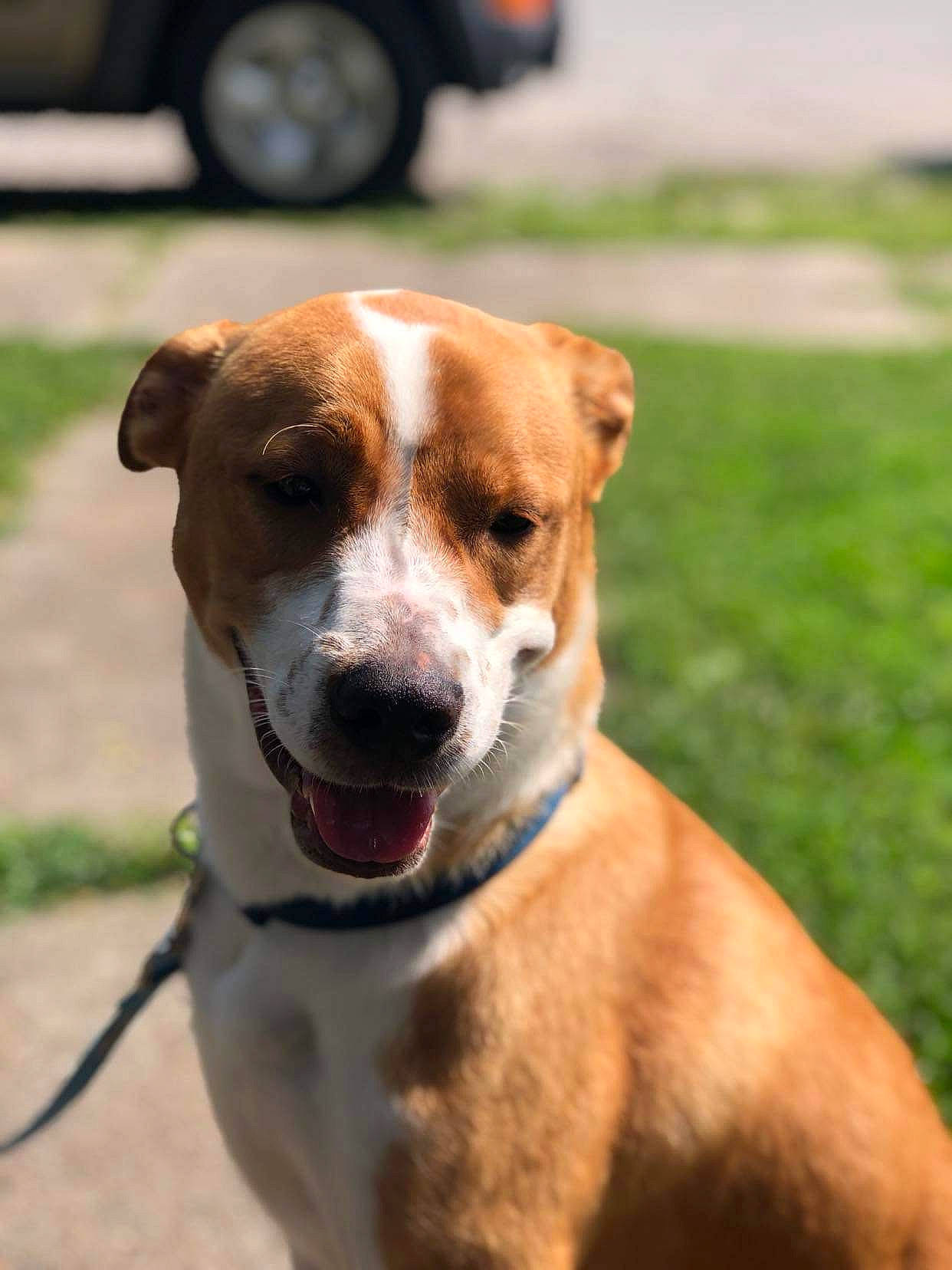 Lucy is registered to the contest to win money with this photo: ancient_dog_breeds, beagle, canidae, carnivore, collar, companion_dog, dog, dog_breed, dog_collar, fawn, leash, pet_supply, snout, sporting_group, terrier, tire, wheel, whiskers, working_animal, working_dog