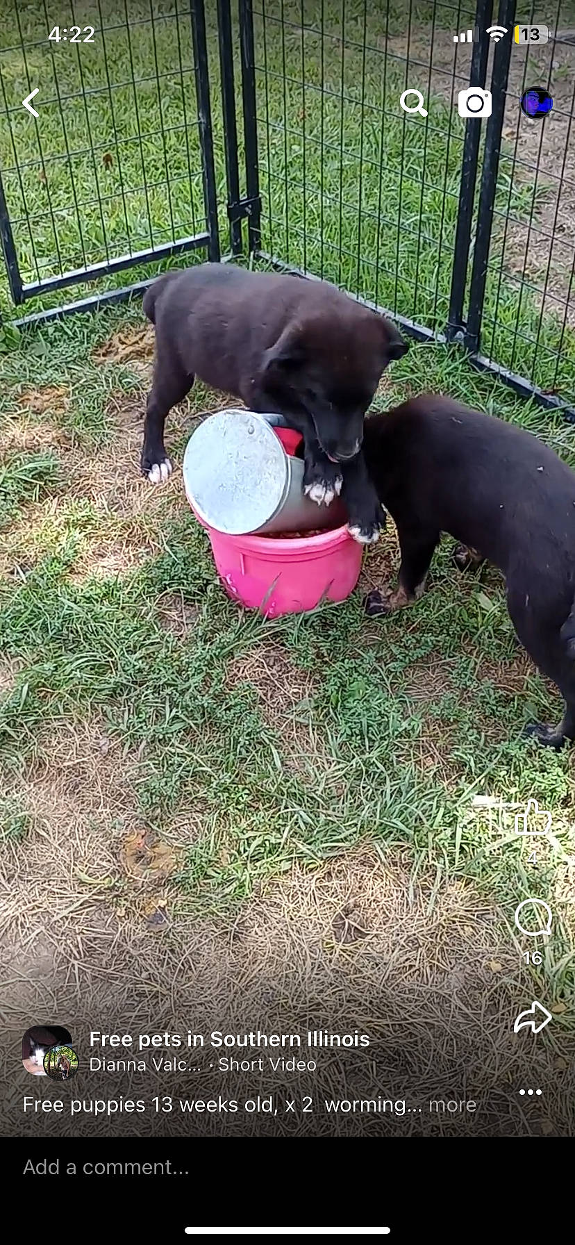 Lucy is registered to the contest to win money with this photo: carnivore, collar, companion_dog, dog, dog_breed, dog_collar, dog_supply, fence, grass, hat, non_sporting_group, personal_protective_equipment, pet_supply, plant, sporting_group, sports_toy, tail, terrestrial_animal, working_animal, yard