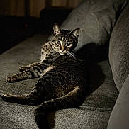 Leo joined the competition — help win amazing prizes! cat, tabby_cat, feline, pet, indoor, couch, sofa, gray, striped, fur, relaxing, animal, whiskers, tail, looking, mood_lighting, shadow, home, comfort, domestic
