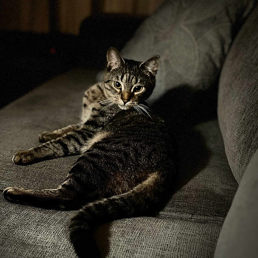 Leo joined the competition — help win amazing prizes! animal, cat, comfort, couch, domestic, feline, fur, gray, home, indoor, looking, mood_lighting, pet, relaxing, shadow, sofa, striped, tabby_cat, tail, whiskers