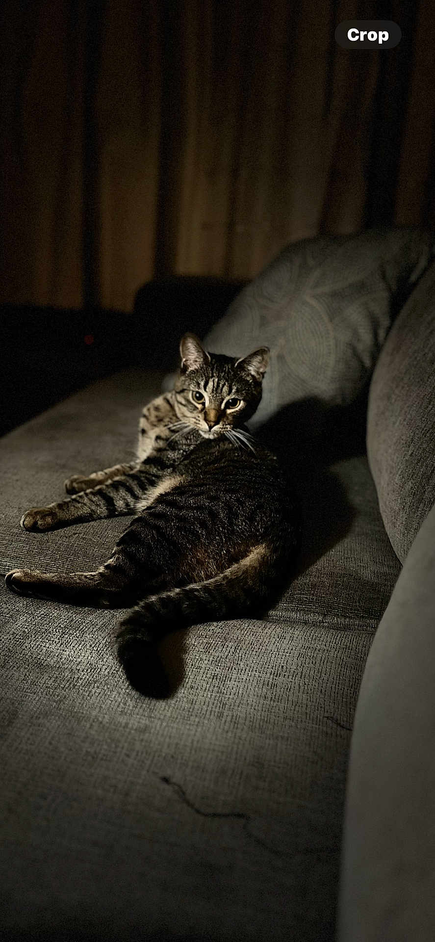 Leo joined the competition — help win amazing prizes! cat, tabby_cat, feline, pet, indoor, couch, sofa, gray, striped, fur, relaxing, animal, whiskers, tail, looking, mood_lighting, shadow, home, comfort, domestic
