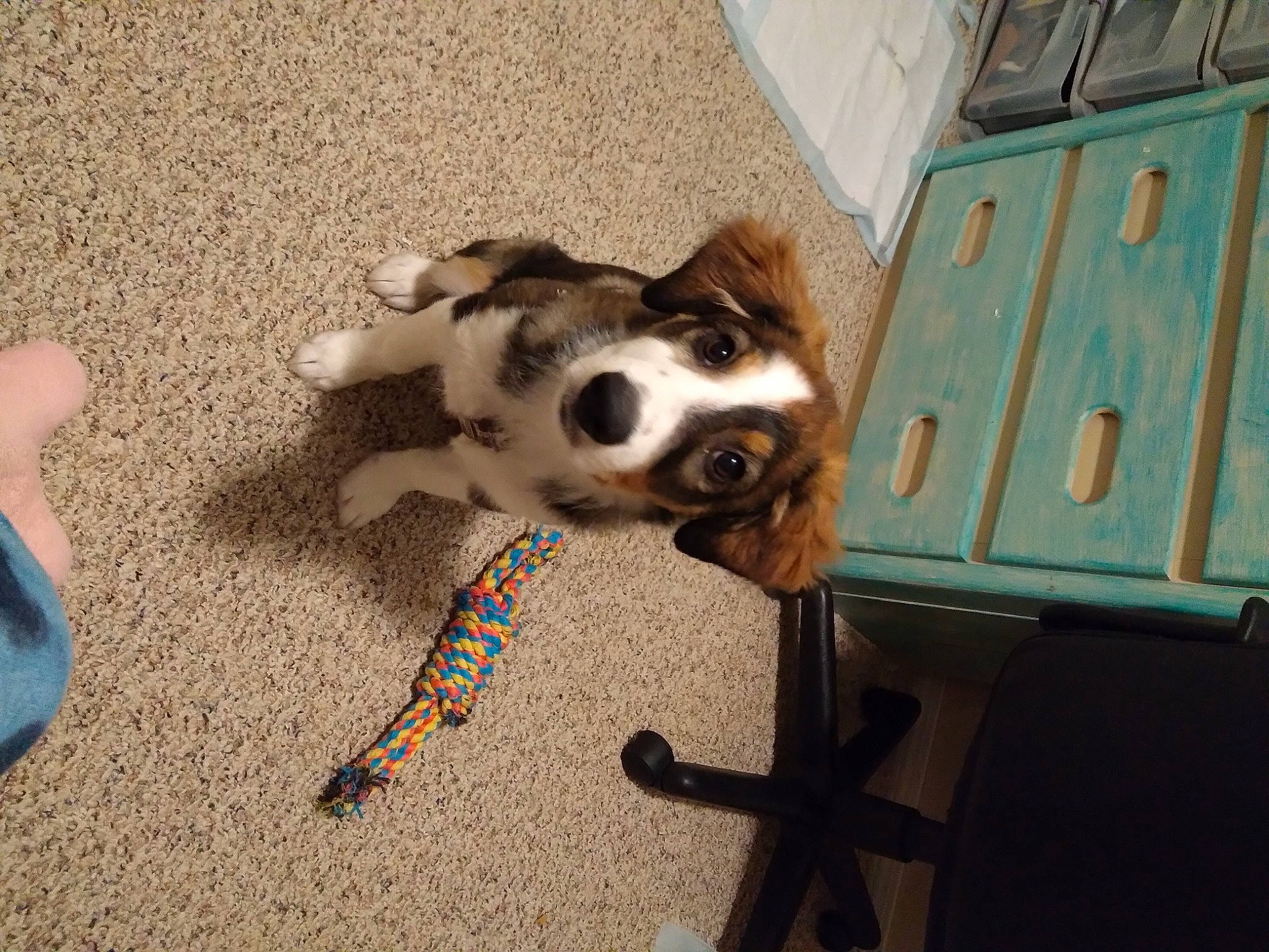 Gypsy joined the competition — help win amazing prizes! carnivore, chair, collar, companion_dog, dog, dog_breed, dog_supply, drawer, fawn, floor, flooring, fur, gas, hardwood, human_leg, paw, small_to_medium_sized_cats, tail, wood, working_animal