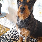 Nino participe au concours pour gagner de l'argent avec cette photo : animal, black, blanket, brown, cute, dandelion_pattern, dog, floor, fur, indoor, leopard_print, pet, plant, portrait, pot, sitting, small_dog, table, wallpaper, wooden_floor