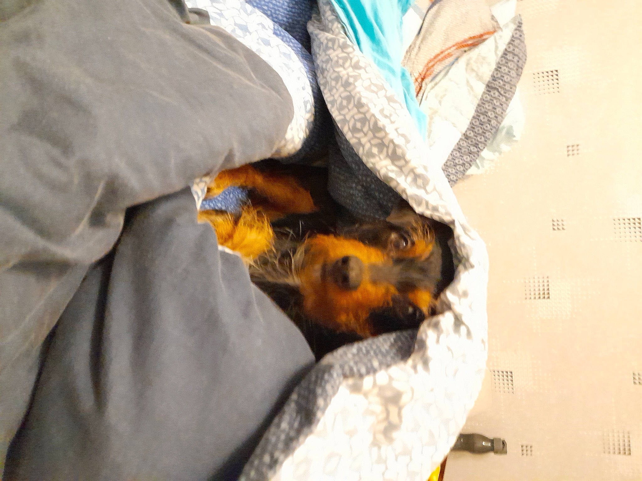 Nino a rejoint le concours — aidez-le/la à gagner de superbes lots ! child, claw, comfort, feather, felidae, fur, glove, insect, membrane_winged_insect, pattern, personal_protective_equipment, reptile, room, safety_glove, scaled_reptile, tail, terrestrial_animal, wool