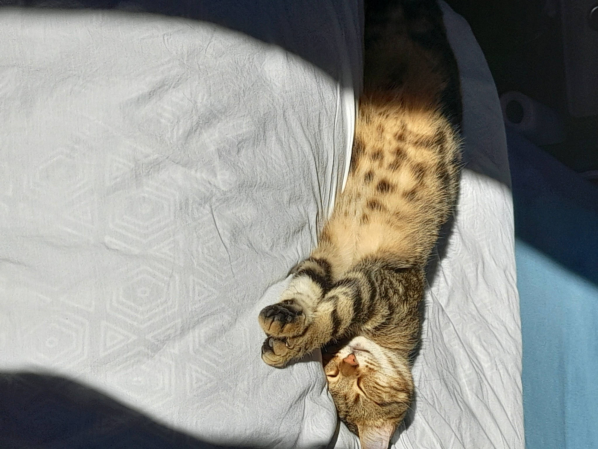 Presley participe au concours pour gagner de l'argent avec cette photo : bedding, canidae, carnivore, cat, claw, comfort, couch, domestic_short_haired_cat, fawn, feather, felidae, fur, linens, nap, paw, small_to_medium_sized_cats, tail, terrestrial_animal, whiskers, wood