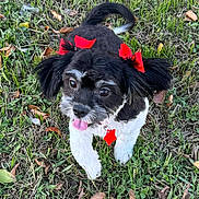 Jodeci Cain joined the competition — help win amazing prizes! dog, puppy, black_and_white, red_bows, red_tag, grass, outdoor, autumn_leaves, tongue_out, playful, cute, pet, collar, small_dog, animal, fur, ears, nature, walking, happy