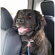 Khloe is registered to the contest to win money with this photo: dog, black_dog, pet, car_interior, seat, leash, collar, happy, smiling, fur, animal, canine, transportation, window, headrest, domestic_animal, sitting, companion, vehicle, backseat