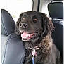 dog, black_dog, pet, car_interior, seat, leash, collar, happy, smiling, fur, animal, canine, transportation, window, headrest, domestic_animal, sitting, companion, vehicle, backseat