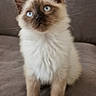 cat, kitten, fluffy, blue_eyes, pointed_ears, long_hair, cream_fur, brown_markings, dark_face, dark_paws, sitting, portrait, indoor, sofa, couch, soft_furniture, pet, adorable, centered_subject, close_up