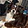 Cooper