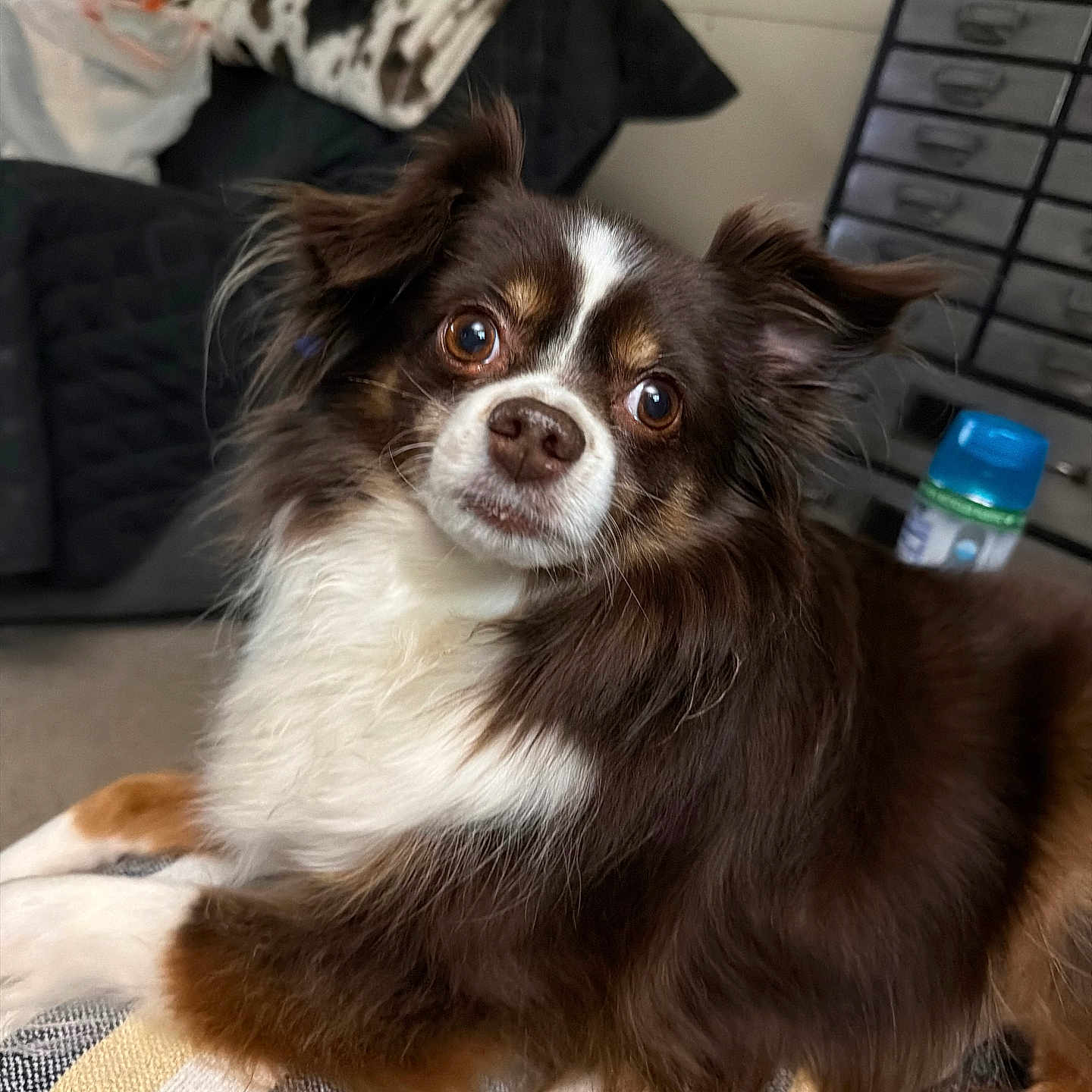 Cooper