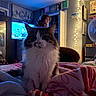 cat, bed, blanket, person, aquarium, fairy_lights, indoor, furniture, blurred_background, cozy, curly_hair, animal, pet, soft_lighting, wall_art, fan, room, decor, portrait, home