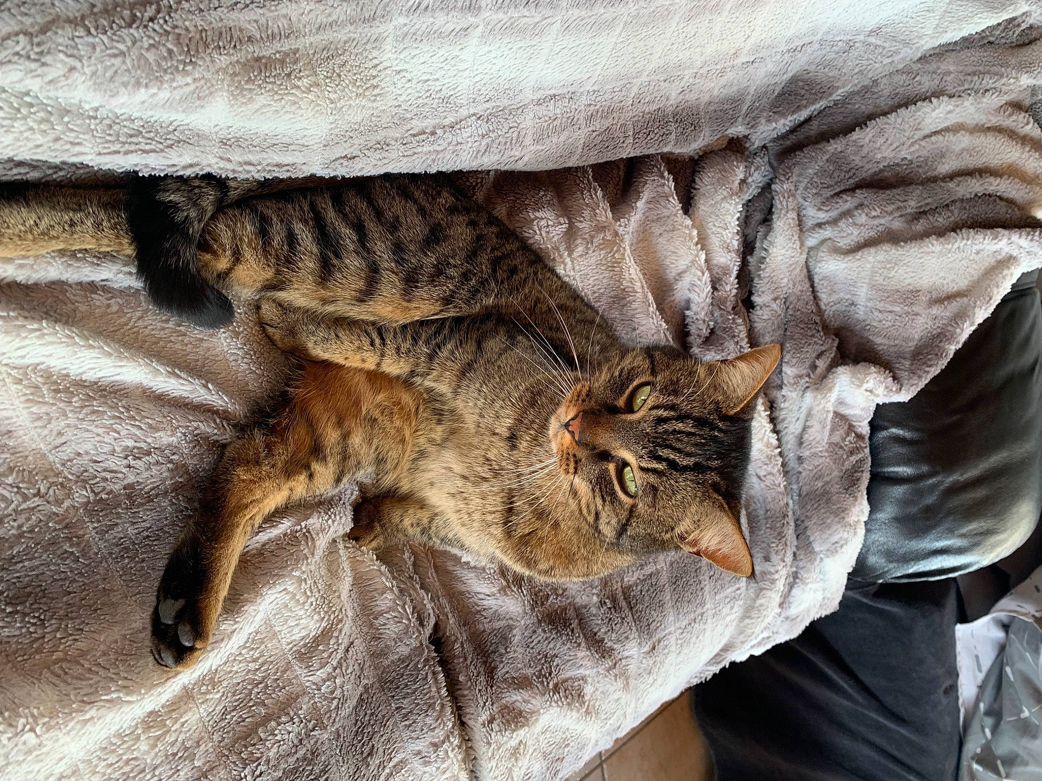 One participe au concours pour gagner de l'argent avec cette photo : bedding, carnivore, cat, claw, close_up, comfort, domestic_short_haired_cat, felidae, fur, grey, human_leg, linens, pattern, paw, sleeve, small_to_medium_sized_cats, tail, terrestrial_animal, whiskers, wood