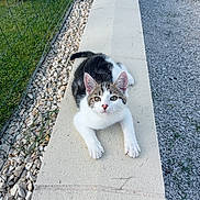 Bounty a rejoint le concours — aidez-le/la à gagner de superbes lots ! abyssinian, animal, backyard, cat, fence, flagstone, grass, gravel, handrail, kitten, manx, path, pebble, pet, plant, railing, road, sidewalk, slate, walkway