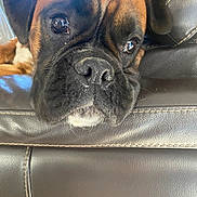 Ulysse a rejoint le concours — aidez-le/la à gagner de superbes lots ! dog, close_up, face, resting, leather_couch, brown, black, pet, animal, indoor, snout, ears, fur, expression, cute, domestic, portrait, canine, relaxed, home