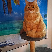 Pacha participe au concours pour gagner de l'argent avec cette photo : cat, orange_cat, cat_tree, indoor, furniture, fluffy, pet, animal, portrait, sitting, tropical_backdrop, beach_scene, wall_decor, relaxing, domestic_cat, feline, cozy, home, cute, tabby
