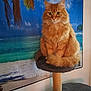 cat, orange_cat, cat_tree, indoor, furniture, fluffy, pet, animal, portrait, sitting, tropical_backdrop, beach_scene, wall_decor, relaxing, domestic_cat, feline, cozy, home, cute, tabby