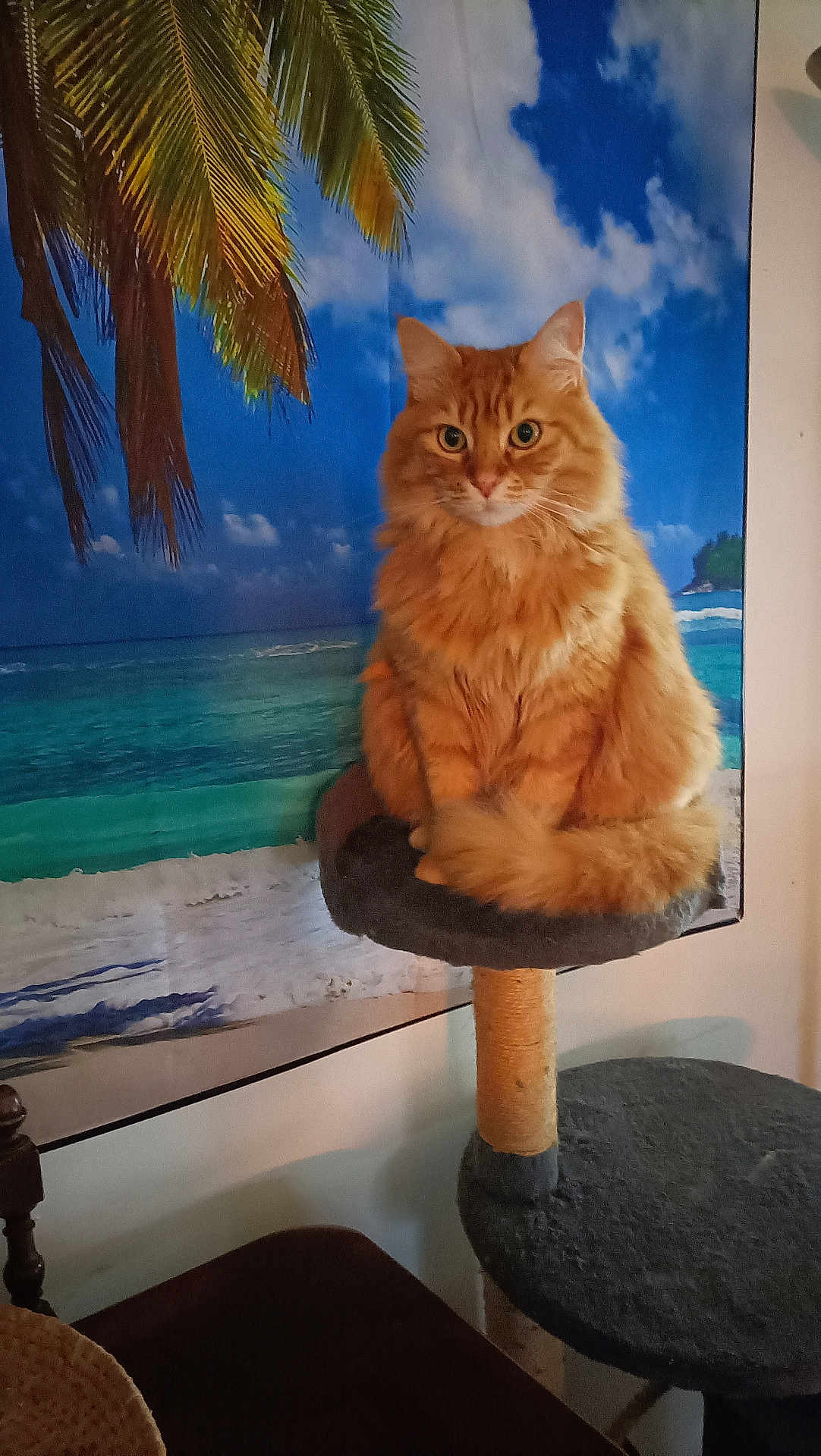Pacha participe au concours pour gagner de l'argent avec cette photo : cat, orange_cat, cat_tree, indoor, furniture, fluffy, pet, animal, portrait, sitting, tropical_backdrop, beach_scene, wall_decor, relaxing, domestic_cat, feline, cozy, home, cute, tabby