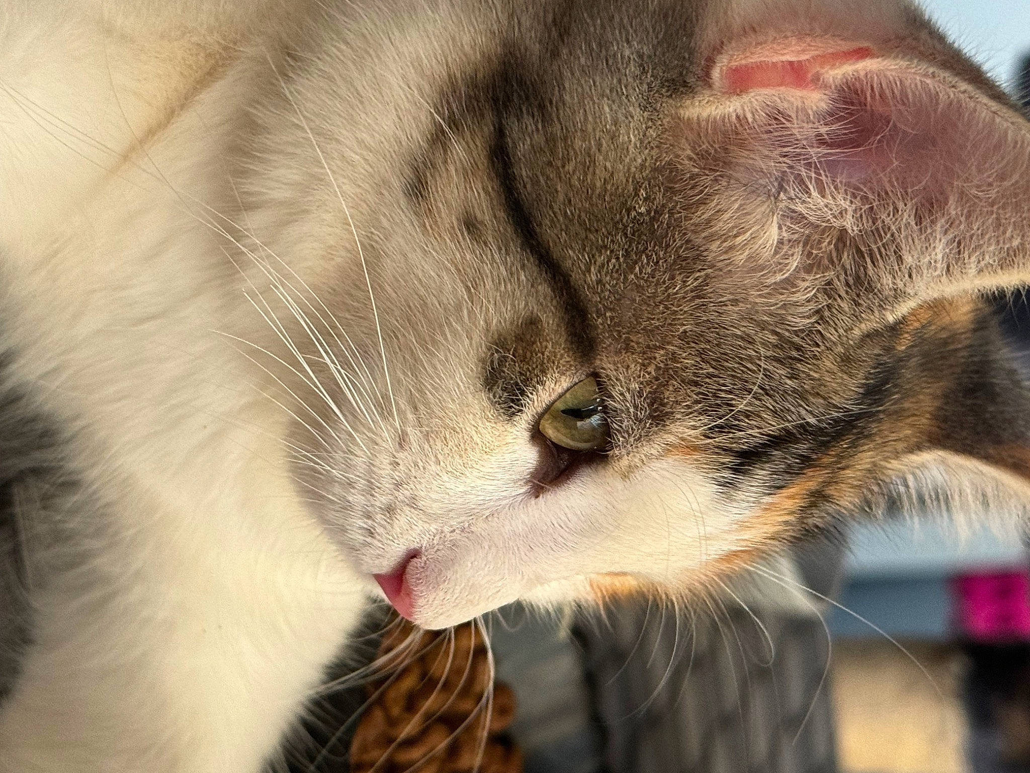 Sora a rejoint le concours — aidez-le/la à gagner de superbes lots ! carnivore, cat, cat_supply, claw, domestic_short_haired_cat, ear, fang, felidae, fur, paw, small_to_medium_sized_cats, snout, tail, terrestrial_animal, whiskers, wildlife