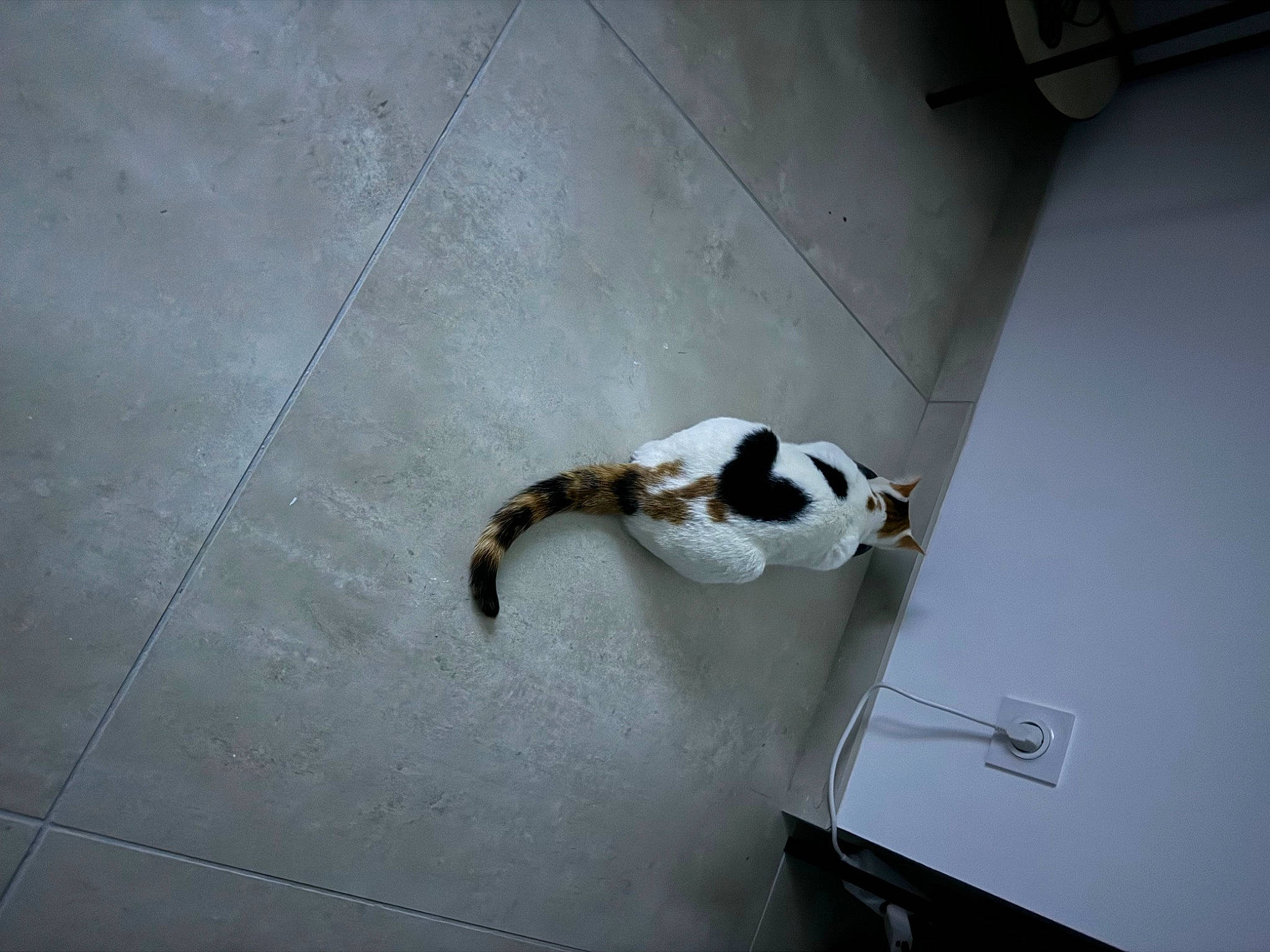 Moon participe au concours pour gagner de l'argent avec cette photo : canidae, carnivore, companion_dog, dog_breed, fawn, felidae, floor, flooring, hardwood, non_sporting_group, paw, pet_supply, room, shadow, small_to_medium_sized_cats, snout, sporting_group, tail, terrestrial_animal, wood