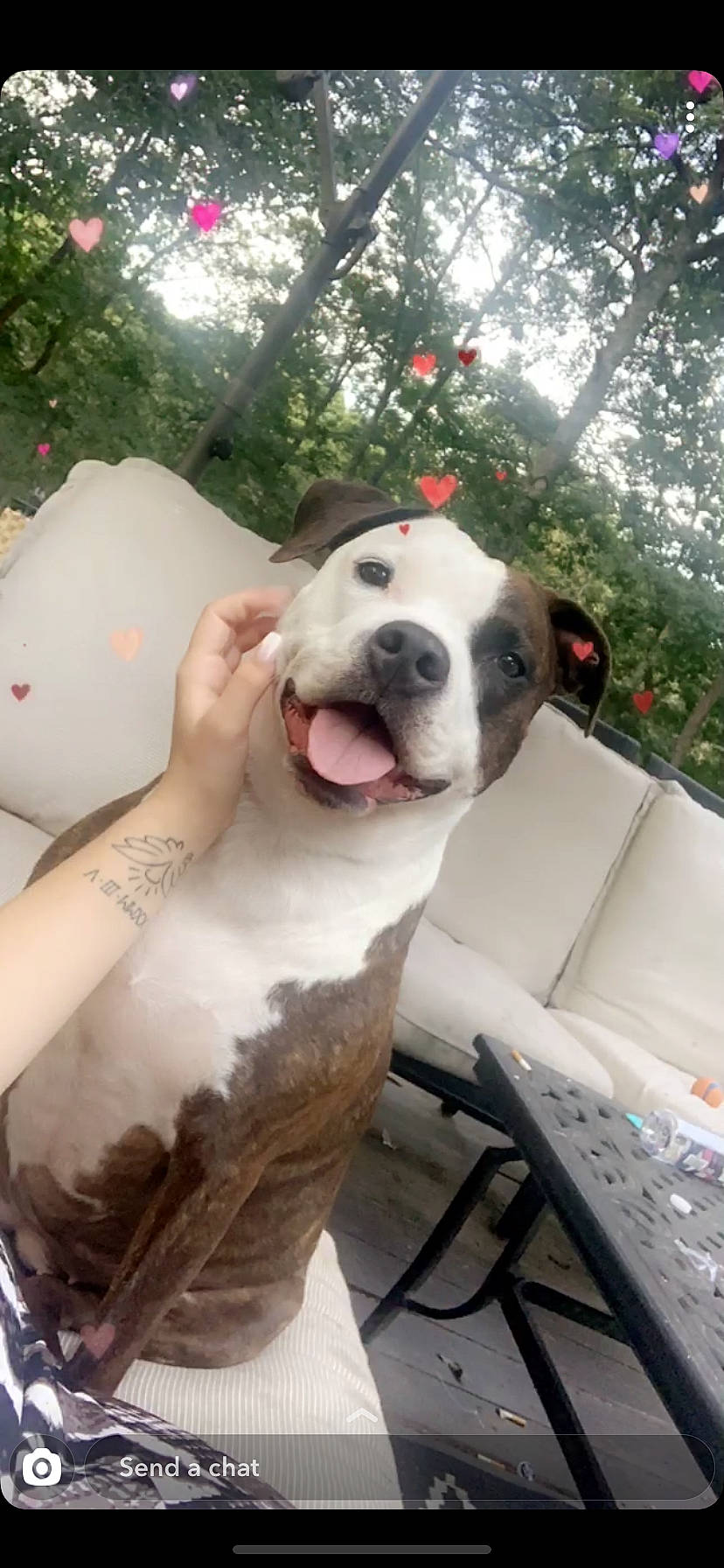 Remmy is registered to the contest to win money with this photo: american_bulldog, american_pit_bull_terrier, american_staffordshire_terrier, bandog, bulldog, bully_kutta, canidae, carnivore, dog, dog_breed, dogo_argentino, dogo_guatemalteco, fawn, mammal, non_sporting_group, nose, pit_bull, snout, valley_bulldog