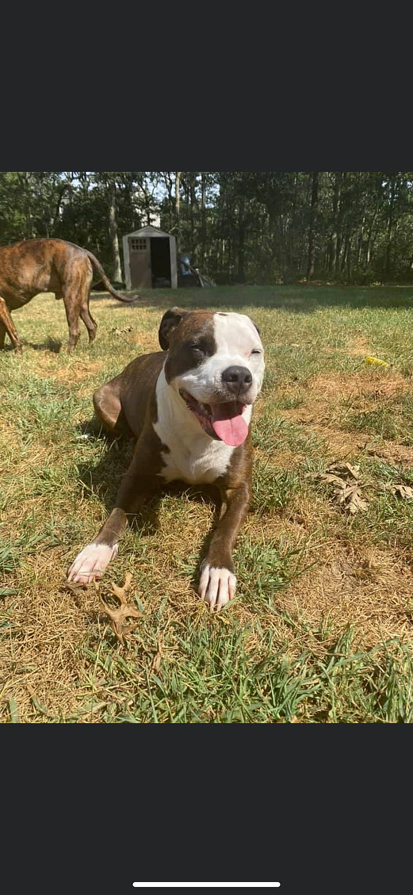 Remmy is registered to the contest to win money with this photo: american_bulldog, american_pit_bull_terrier, american_staffordshire_terrier, australian_bulldog, bulldog, canidae, carnivore, dog, dog_breed, dorset_olde_tyme_bulldogge, fawn, grass, mammal, non_sporting_group, olde_english_bulldogge, pit_bull, snout, sporting_group, valley_bulldog, vertebrate