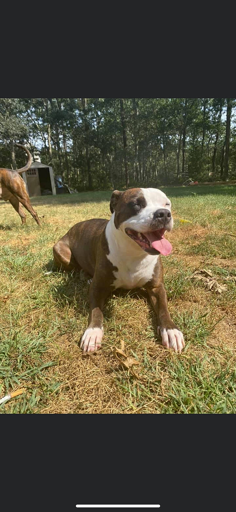 Remmy is registered to the contest to win money with this photo: american_bulldog, american_pit_bull_terrier, american_staffordshire_terrier, australian_bulldog, bulldog, canidae, carnivore, dog, dog_breed, dorset_olde_tyme_bulldogge, fawn, mammal, non_sporting_group, olde_english_bulldogge, pit_bull, rare_breed_dog, snout, sporting_group, valley_bulldog, vertebrate