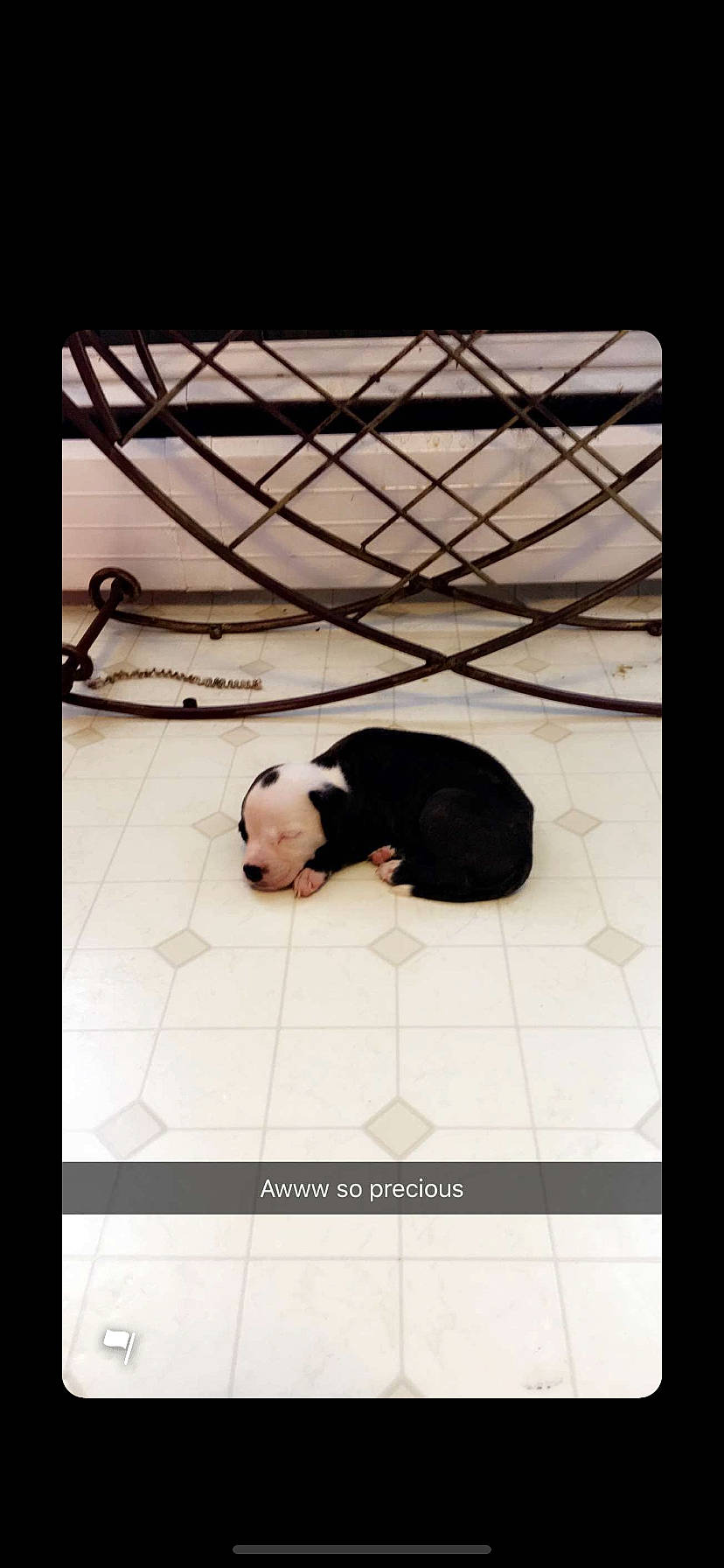 Remmy joined the competition — help win amazing prizes! architecture, black_hair, cat, flooring, non_sporting_group, photography, room, snapshot, square, tile