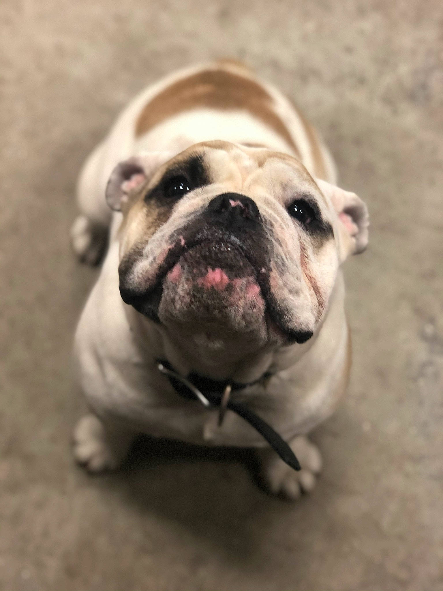Jaxon joined the competition — help win amazing prizes! australian_bulldog, british_bulldogs, bulldog, canidae, carnivore, companion_dog, dog, dog_breed, dorset_olde_tyme_bulldogge, mammal, non_sporting_group, nose, old_english_bulldog, olde_english_bulldogge, renascence_bulldogge, skin, snout, toy_bulldog, vertebrate, white_english_bulldog