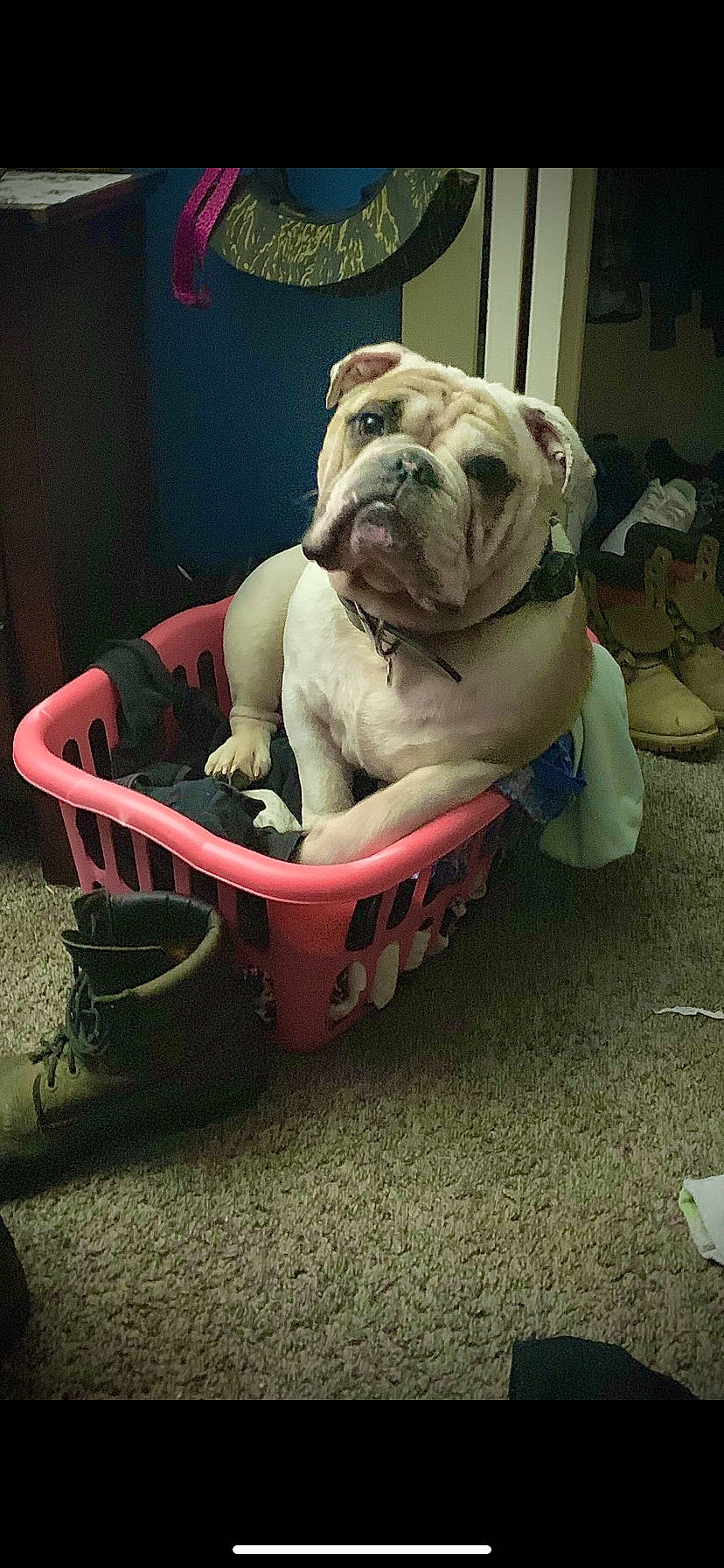 Jaxon is registered to the contest to win money with this photo: american_bulldog, australian_bulldog, british_bulldogs, bulldog, canidae, carnivore, companion_dog, dog, dog_breed, dorset_olde_tyme_bulldogge, fawn, mammal, non_sporting_group, old_english_bulldog, olde_english_bulldogge, rare_breed_dog, snout, sporting_group, toy_bulldog, white_english_bulldog