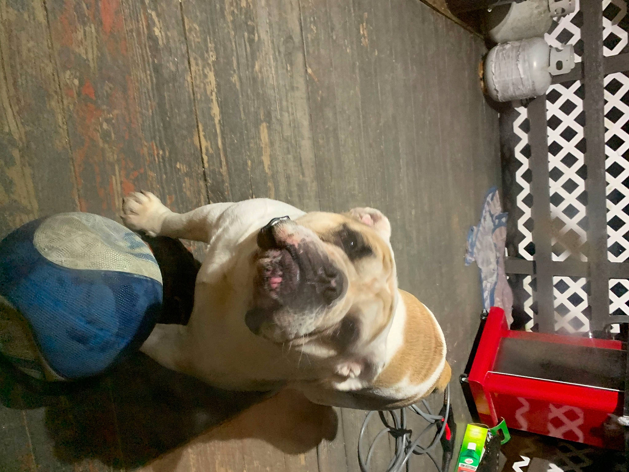 Jaxon joined the competition — help win amazing prizes! american_bulldog, australian_bulldog, bulldog, canidae, carnivore, companion_dog, dog, dog_breed, fawn, mammal, non_sporting_group, old_english_bulldog, olde_english_bulldogge, pit_bull, snout, sporting_group, valley_bulldog
