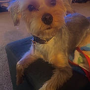 Winston joined the competition — help win amazing prizes! dog, pet, indoor, furniture, blanket, carpet, ottoman, collar, animal, cute, fur, groomed, looking, resting, cozy, home, living_room, domestic_animal, companion, curious