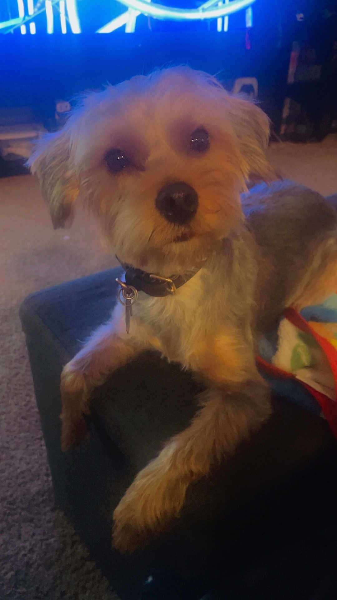 Winston
