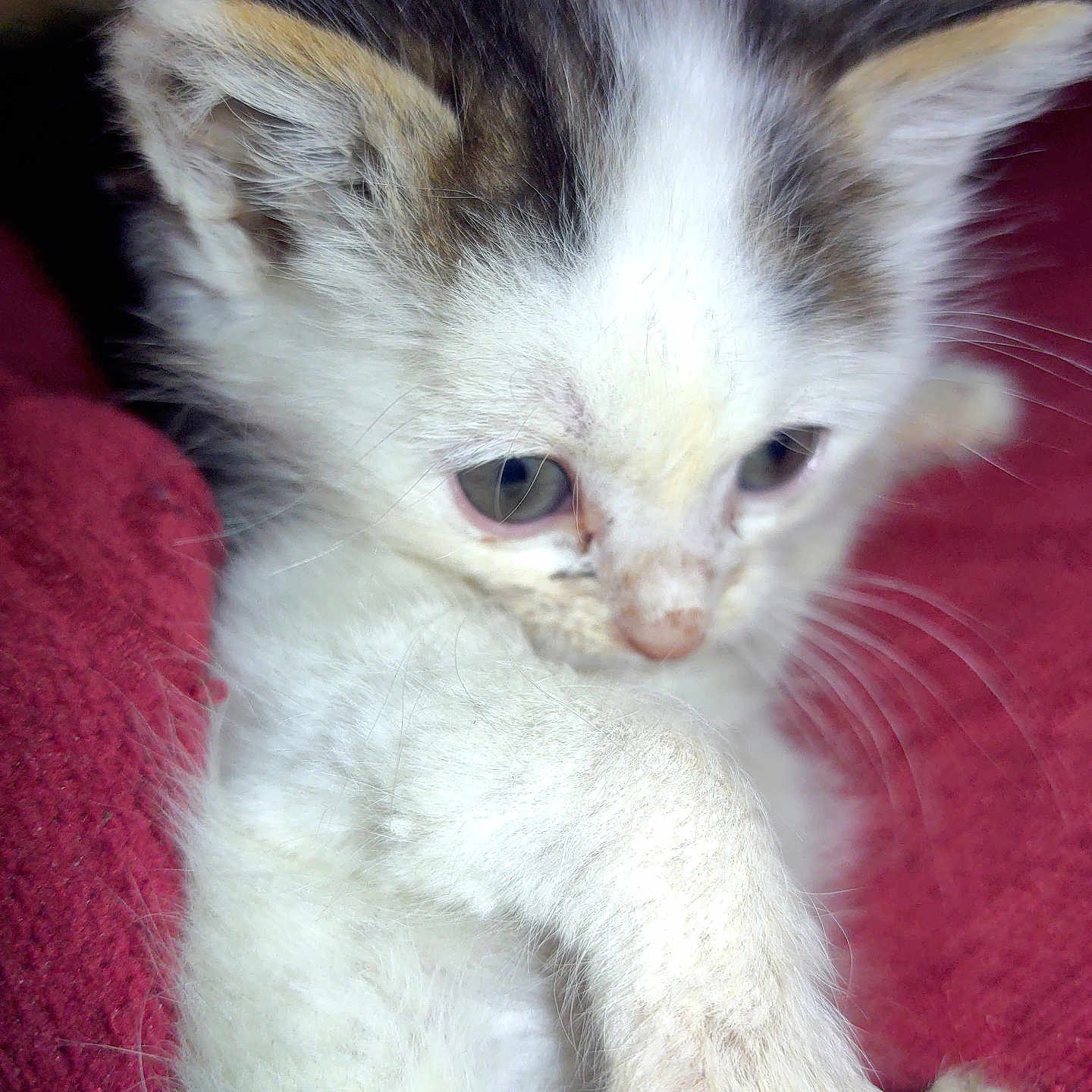 Tinou a rejoint le concours — aidez-le/la à gagner de superbes lots ! abyssinian, angora, animal, cat, kitten, manx, pet, siamese