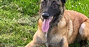 Locky participe au concours pour gagner de l'argent avec cette photo : dog, belgian_malinois, canine, pet, outdoor, grass, lawn, lying_down, sitting, portrait, tongue_out, open_mouth, pointed_ears, brown_coat, black_mask, happy, alert, animal, garden, daylight
