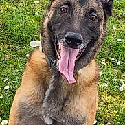 Locky a rejoint le concours — aidez-le/la à gagner de superbes lots ! dog, belgian_malinois, canine, pet, animal, sitting, tongue_out, happy, portrait, pointed_ears, short_hair, brown_fur, black_mask, grass, outdoors, garden, nature, collar, playful, close_up