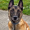 Locky participe au concours pour gagner de l'argent avec cette photo : dog, belgian_malinois, canine, pet, animal, sitting, portrait, outdoor, grass, lawn, flowers, daisies, pavement, collar, upright_ears, brown_fur, black_mask, alert, looking_at_camera, spring