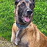 Locky participe au concours pour gagner de l'argent avec cette photo : dog, belgian_malinois, pet, animal, sitting, portrait, happy, smiling, tongue, ears, collar, fur, brown_fur, black_mask, outdoors, grass, wildflowers, garden, gravel, canine