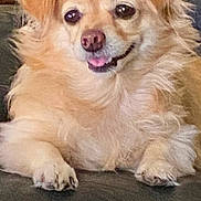 Lacey joined the competition — help win amazing prizes! animal, canine, close_up, companion, cute, cute_pet, dog, domestic_animal, face, fluffy, friendly, fur, indoor, mammal, paw, pet, relaxed, sitting, tan, tongue_out