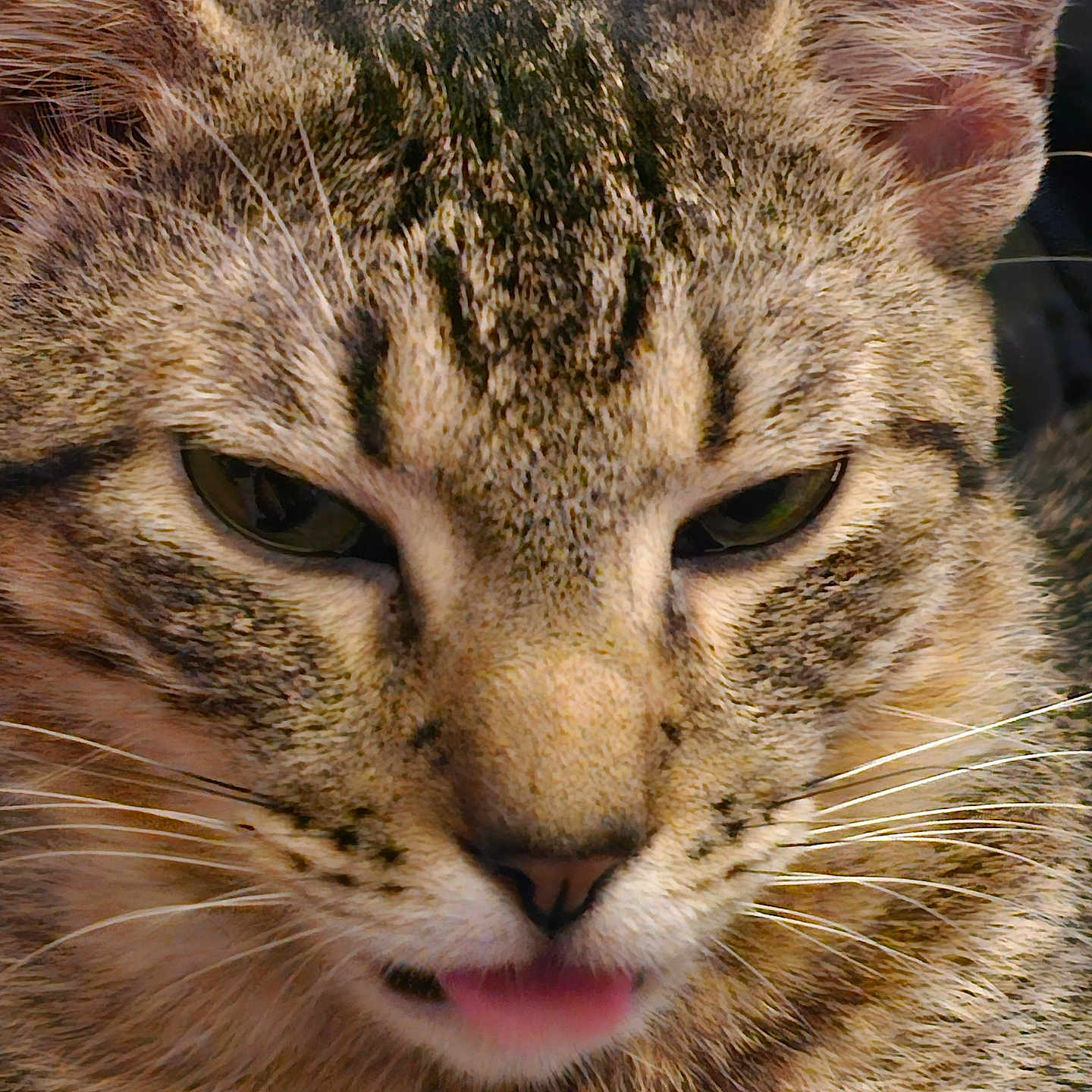 Tails joined the competition — help win amazing prizes! abyssinian, animal, bodypart, cat, egyptiancat, kitten, manx, mouth, person, pet, tongue