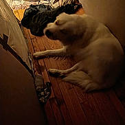 Peanut is registered to the contest to win money with this photo: dog, white_dog, wooden_floor, blanket, clothes, indoor, dim_lighting, pet, resting, narrow_space, floor, cozy, blurred, animal, laying_down, household_items, casual, quiet, domestic, relaxing