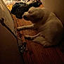dog, white_dog, wooden_floor, blanket, clothes, indoor, dim_lighting, pet, resting, narrow_space, floor, cozy, blurred, animal, laying_down, household_items, casual, quiet, domestic, relaxing