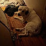 Peanut is registered to the contest to win money with this photo: dog, white_dog, wooden_floor, blanket, clothes, indoor, pet, lying_down, dim_lighting, floor, walls, calm, resting, animal, home, relaxed, cozy, domestic, fur, looking_up