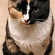 Farrah is registered to the contest to win money with this photo: animal, calico, calm, cat, close_up, curious, cute, domestic_animal, ears, face, feline, fur, furry, indoor, looking, mammal, pet, portrait, sitting, whiskers