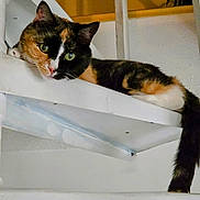 Farrah joined the competition — help win amazing prizes! cat, calico, spiral_staircase, indoor, pet, animal, green_eyes, relaxed, white_stairs, feline, resting, curious, domestic, paw, tail, closeup, houseplant, wall, quiet, cozy