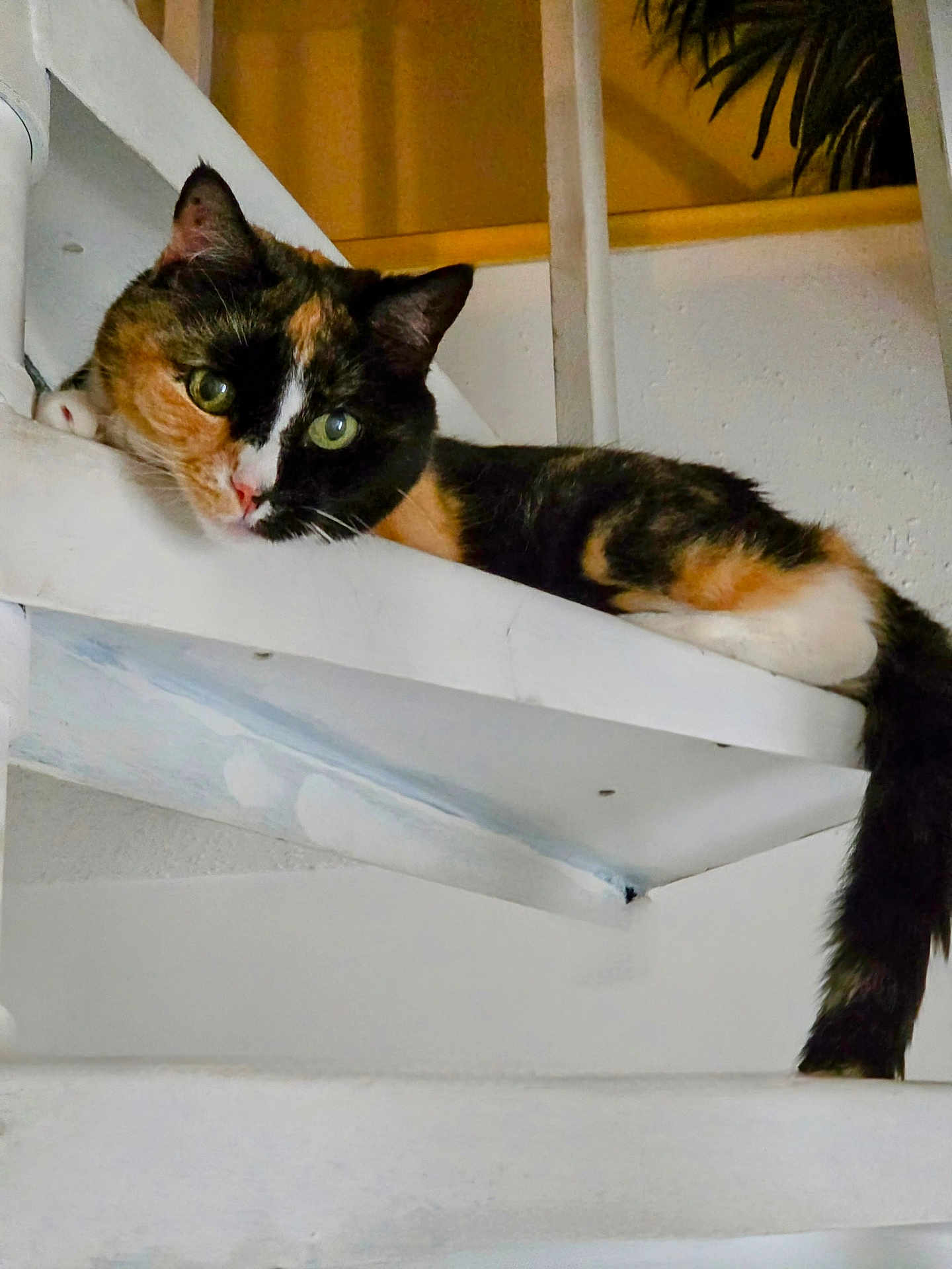 Farrah joined the competition — help win amazing prizes! cat, calico, spiral_staircase, indoor, pet, animal, green_eyes, relaxed, white_stairs, feline, resting, curious, domestic, paw, tail, closeup, houseplant, wall, quiet, cozy