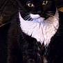 Ethel joined the competition — help win amazing prizes! alert, animal, black_and_white, cat, close_up, cute, domestic_cat, ears, face, feline, fur, indoor, mammal, nose, pet, portrait, tuxedo_cat, whiskers, yellow_eyes
